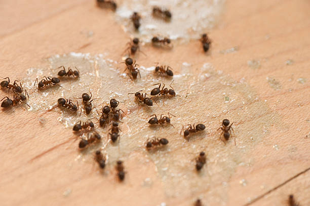 Best Termite Control Services  in Ogden, UT